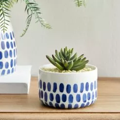 Dunelm Coastal Dottie Mini Succulent
