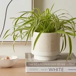 Dorma Purity Plant Pot Cream 15cm