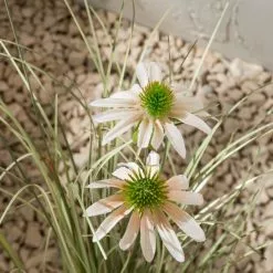 Dunelm Daisy And Grass In Pot 80cm 3 Dunelm Daisy And Grass In Pot 80cm -Dunelm Garden Store 30792524 alt01
