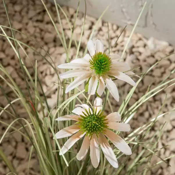 Dunelm Daisy And Grass In Pot 80cm 2 Dunelm Daisy And Grass In Pot 80cm - Image 2