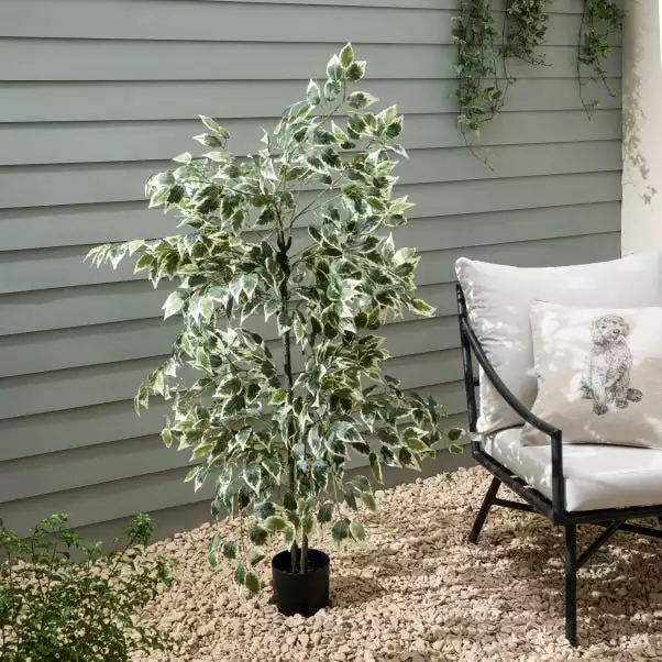 Dunelm Variegated Ficus Tree 155cm 1 Dunelm Variegated Ficus Tree 155cm