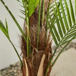 Dunelm Palm Tree 150cm -Dunelm Garden Store 30792526 alt01