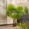 Dunelm Fan Palm Tree 100cm