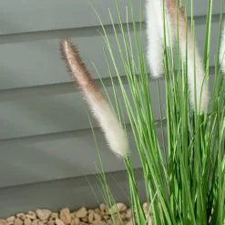 Dunelm Foxtail Potted Grass 80cm 3 Dunelm Foxtail Potted Grass 80cm -Dunelm Garden Store 30792757 alt01