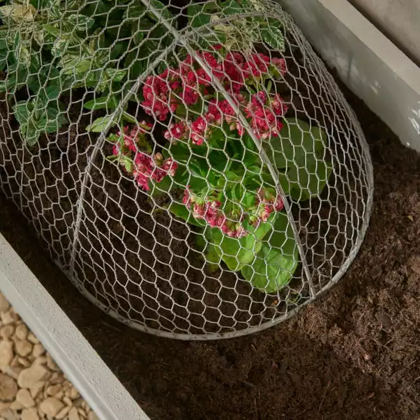 Churchgate Long Plant Cloche 2 Churchgate Long Plant Cloche - Image 2