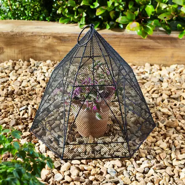 Natural History Museum Plant Cloche 1 Natural History Museum Plant Cloche