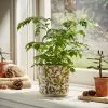 Natural History Museum Woodland Plant Pot Large